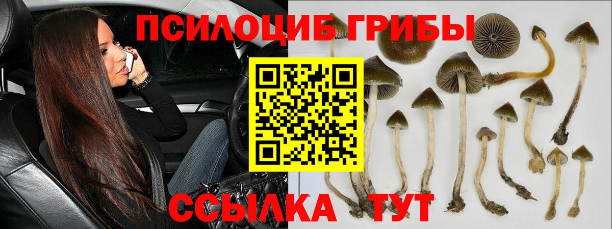 Гай  Галлюциногенные грибы Psilocybe  Вход с VPN  Псилоцибиновые грибы мухоморы 